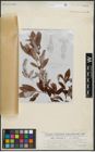 Foto von Salix arbuscula L.